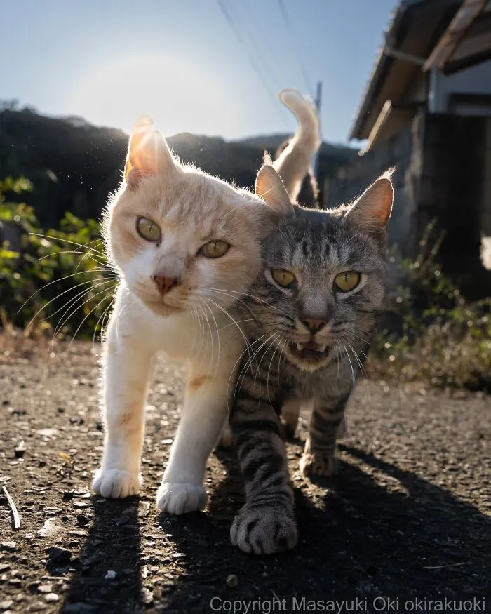 Estas 50 fotos de Masayuki Oki nos cuentan cómo es la vida de los gatos callejeros de Tokio