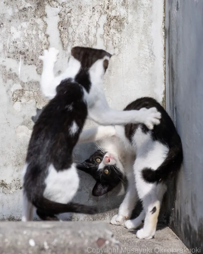 Estas 50 fotos de Masayuki Oki nos cuentan cómo es la vida de los gatos callejeros de Tokio