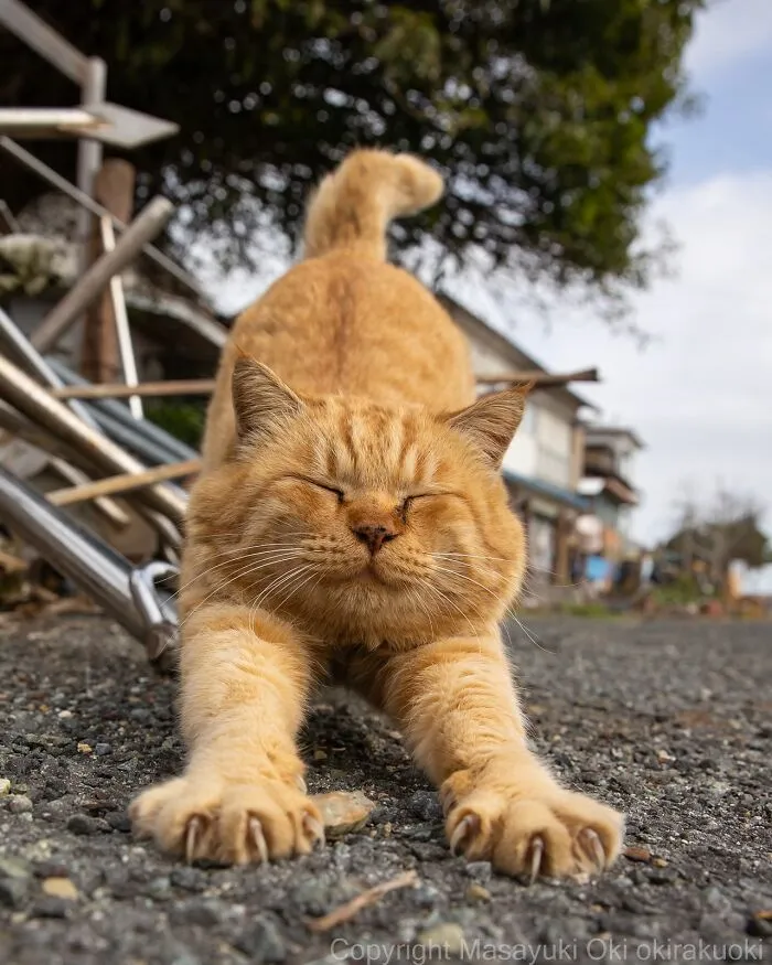 Estas 50 fotos de Masayuki Oki nos cuentan cómo es la vida de los gatos callejeros de Tokio