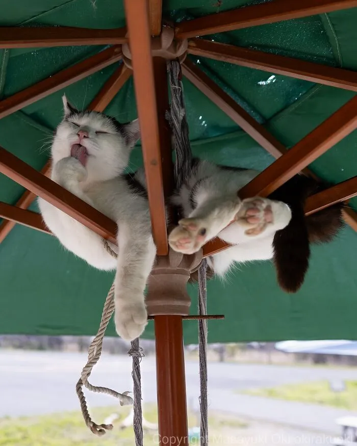 Estas 50 fotos de Masayuki Oki nos cuentan cómo es la vida de los gatos callejeros de Tokio