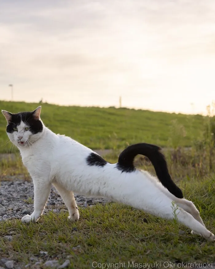 Estas 50 fotos de Masayuki Oki nos cuentan cómo es la vida de los gatos callejeros de Tokio