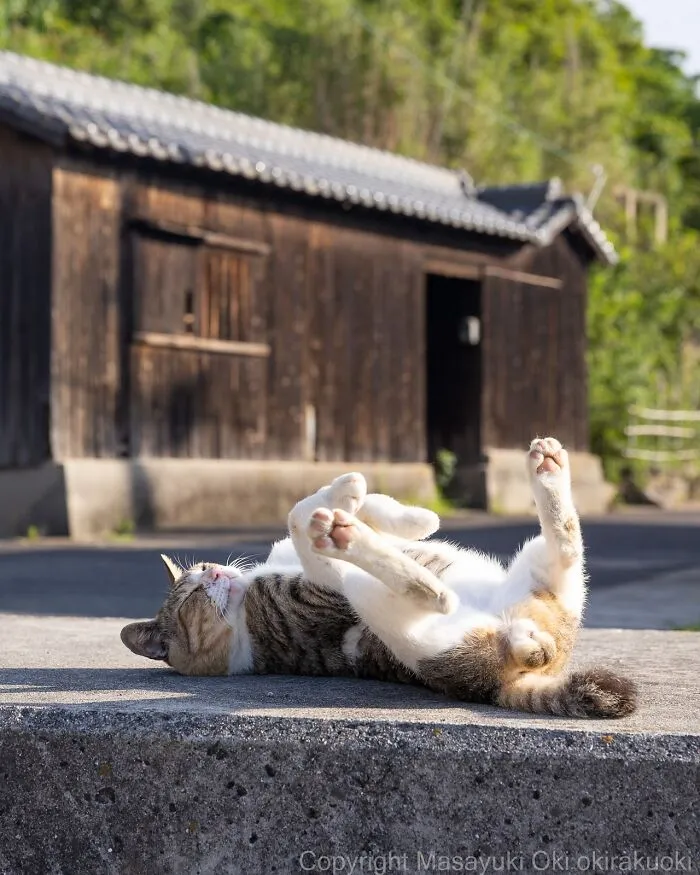 Estas 50 fotos de Masayuki Oki nos cuentan cómo es la vida de los gatos callejeros de Tokio
