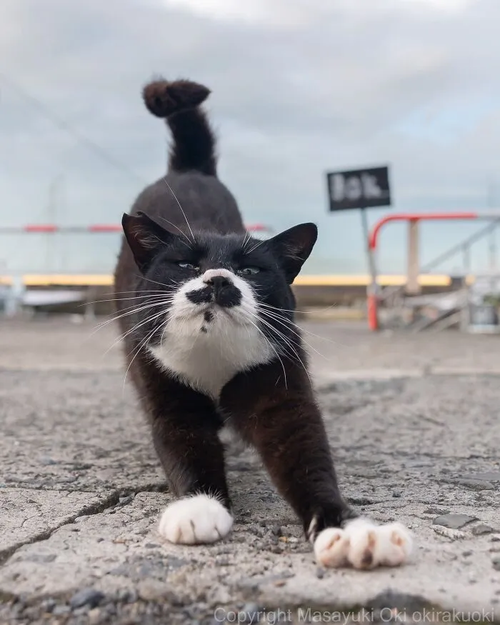 Estas 50 fotos de Masayuki Oki nos cuentan cómo es la vida de los gatos callejeros de Tokio