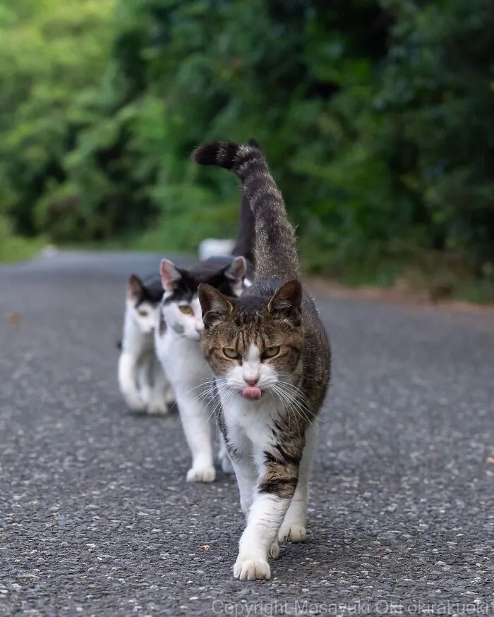 Estas 50 fotos de Masayuki Oki nos cuentan cómo es la vida de los gatos callejeros de Tokio