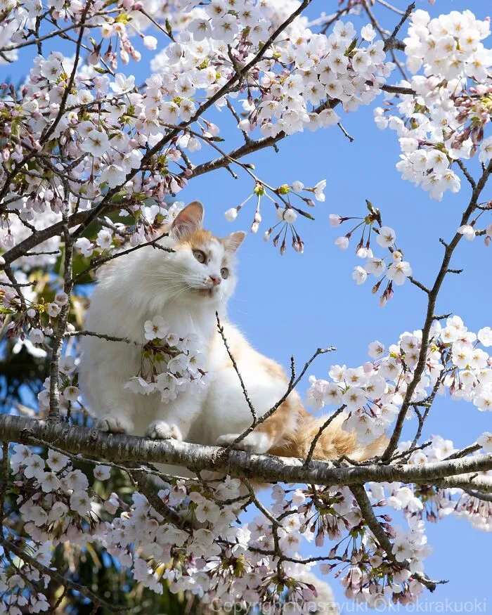 Estas 50 fotos de Masayuki Oki nos cuentan cómo es la vida de los gatos callejeros de Tokio