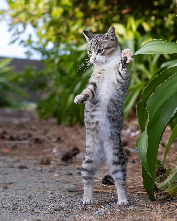 Estas 50 fotos de Masayuki Oki nos cuentan cómo es la vida de los gatos callejeros de Tokio