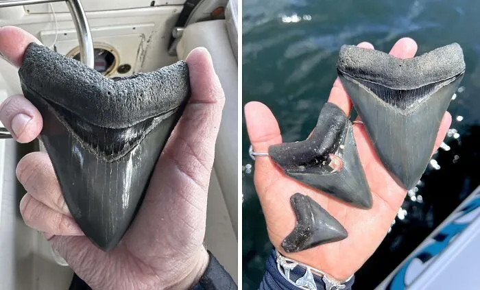 En 9 años buceando en Venice Beach, Florida. Mi mejor diente de megalodon aparece, 10,8 cm.