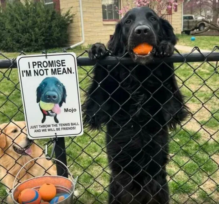 Sweet Dog Mojo