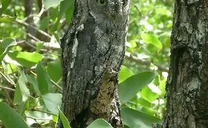 50 Photos Of Accidental Camouflage That Made People Do A Double Take (New Pics)