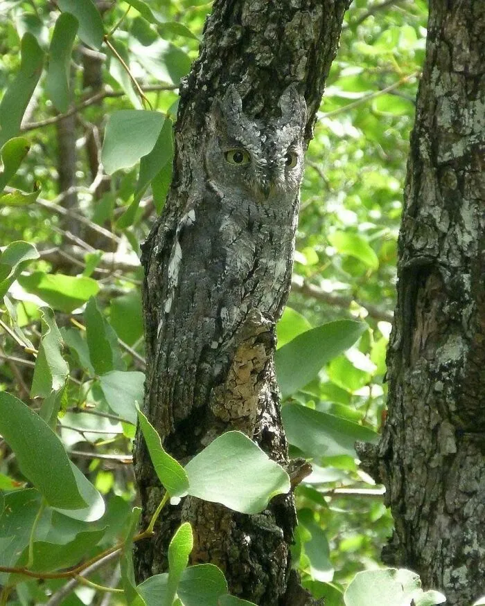 The Owl's Camouflage Ability