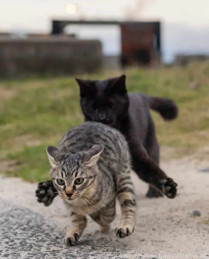 Estas 50 fotos de Masayuki Oki nos cuentan cómo es la vida de los gatos callejeros de Tokio