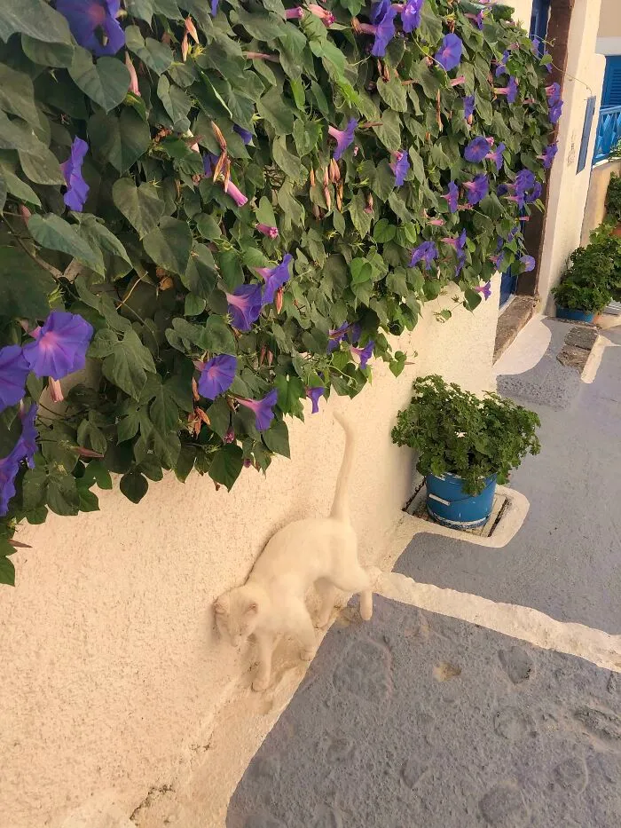 My Friend Found An Invisible Cat In Greece