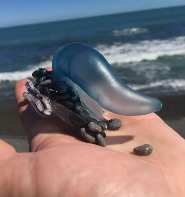 Found This On A Beach In New Zealand- There Were Thousands Of Them At The High Water Mark. What Is It?