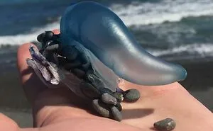 50 Times People Went To The Beach And Found Something They Least Expected (New Pics)