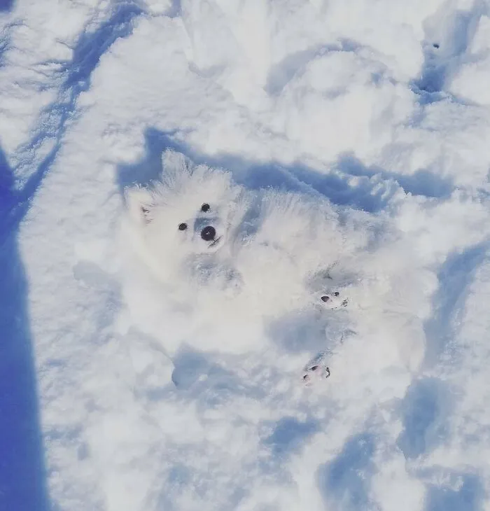 Camouflage Level : Good Boi