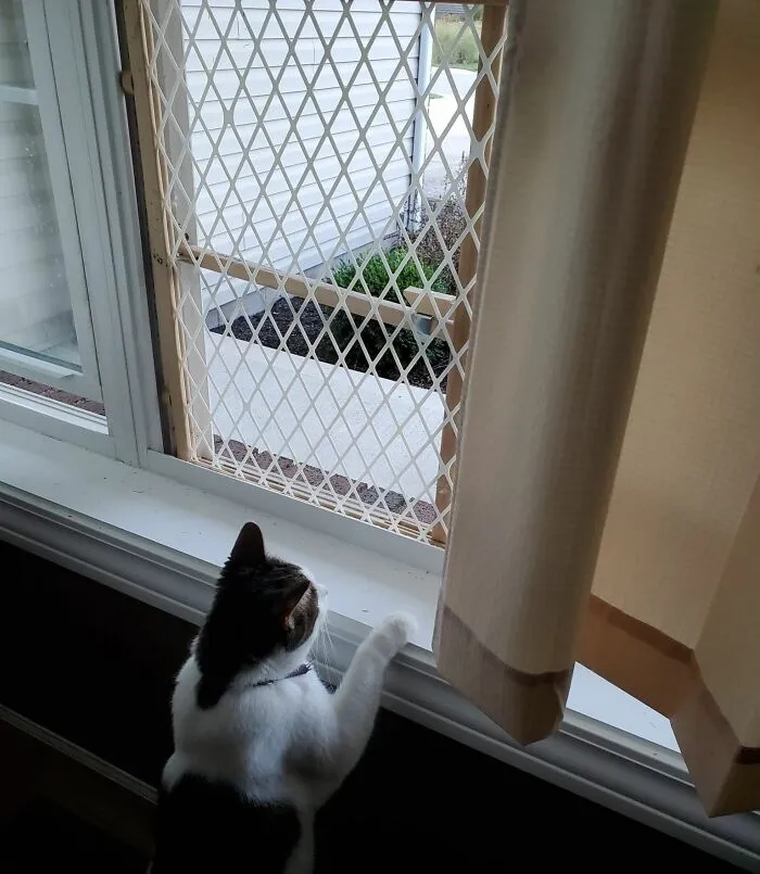 ¿No tienes mosquiteras y no quieres que tus mascotas salgan? Puerta para bebés