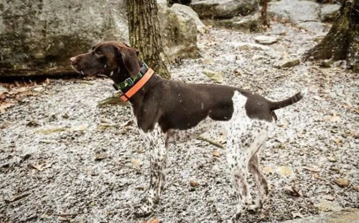 Dog Blending Into The Ground