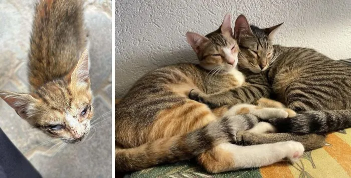 De las calles de Túnez a los Alpes, estos dos pequeños hermanos rescatados finalmente encontraron la paz.
