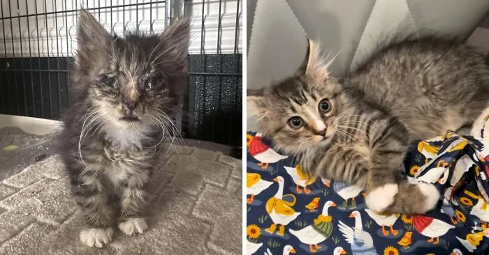 Gatito costroso convertido en bichito cariñoso