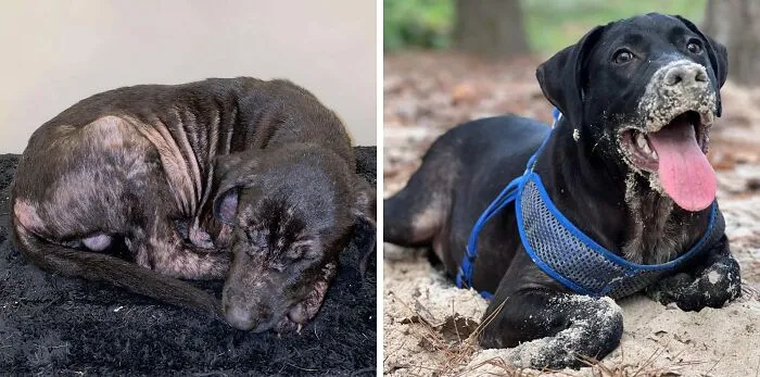 From Abandon At A Cemetery To Thriving! Meet Anubis!