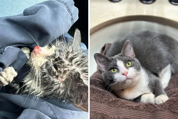 Encontrada en medio de una tormenta al costado de una carretera, casi muere. ¡Dos meses después, es mi próspera gatita cariñosa!