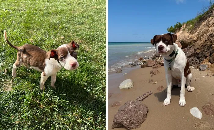 We Found Joey At 5 Weeks Old, Scrounging For Food At A Gas Station, Barely Surviving. Now He’s 9 Months Old And Living His Best Life!