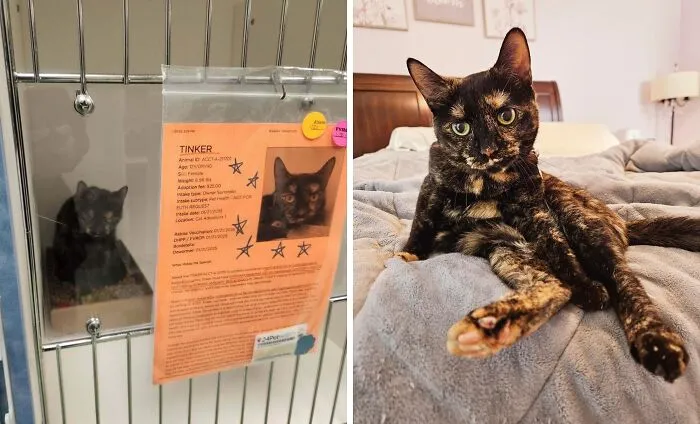 Tinker antes y seis meses después de la adopción
