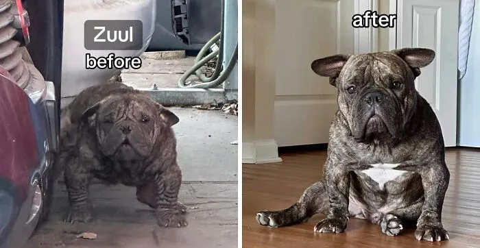 Before and after photos of a rescue dog showing the healing power of adoption with noticeable transformation.