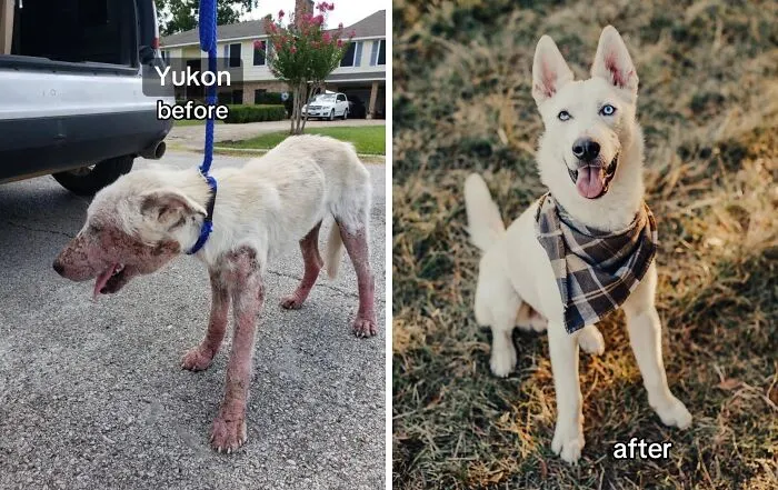 Nothing I Love More Than My Foster’s Transformations