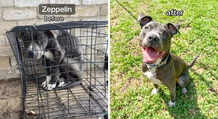 Nothing I Love More Than My Foster’s Transformations