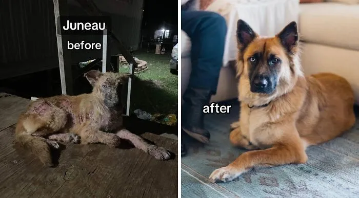 Nothing I Love More Than My Foster’s Transformations