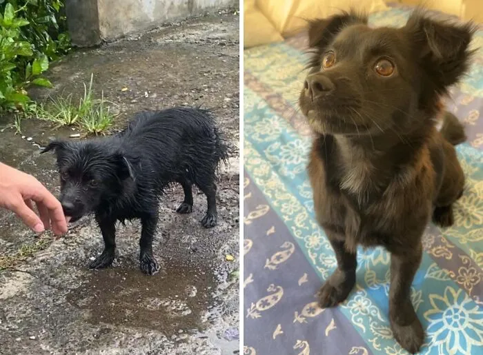 Rescue dog before and after adoption showing healing and transformation from neglected to healthy and happy pet.