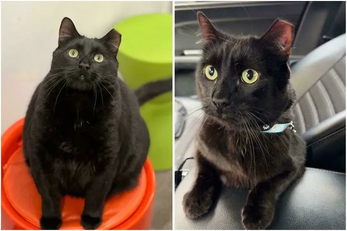 My Cat Has Officially Lost Half Of His Body Weight!! He Is So Much More Active And Healthy ♥️
