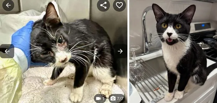 El día de su adopción y un mes después. Mi Sylvester