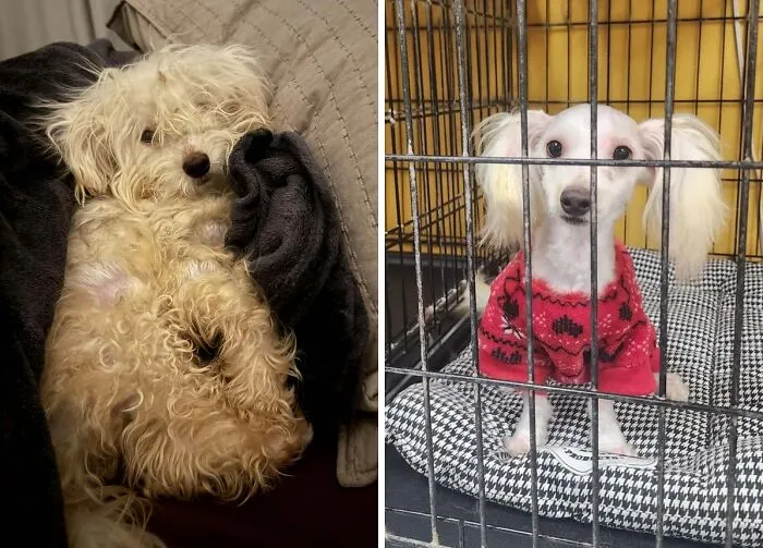 Before and after adoption rescue dog photos showing healing transformation of a small dog in a cage and resting comfortably.
