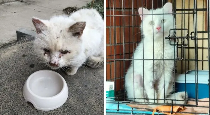 Antes y después de una semana. Mi reciente rescate: un gato blanco con hernia diafragmática. Hace dos días lo operaron y solo tenía un 10% de posibilidades de sobrevivir. Y lo logró.