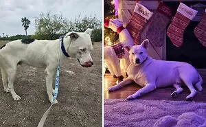If You Are Having A Bad Day, These 50 Before-And-After Dog Photos Are The Happy Endings You Need To See (New Pics)