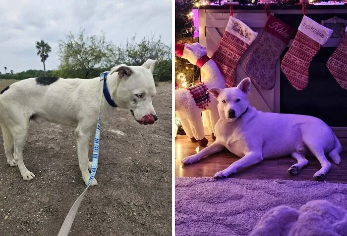 My Best Boy Debit The 1st Day From The Shelter To Now