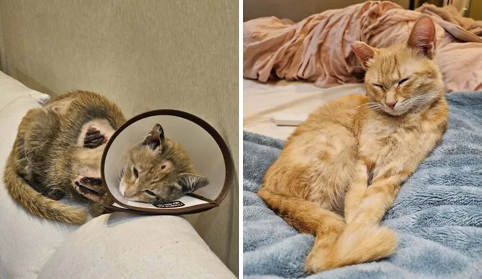 Un gatito valiente