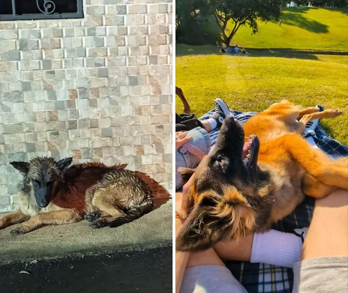 Before and after adoption photos of a rescue dog showing healing and happiness in a sunny outdoor setting.