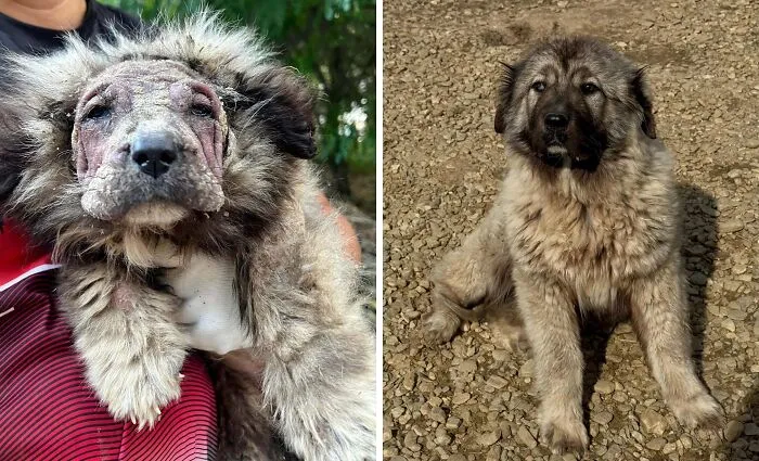 From Neglect To Hope: Nala Could Barely Walk When I Rescued Her— Look At Her Now