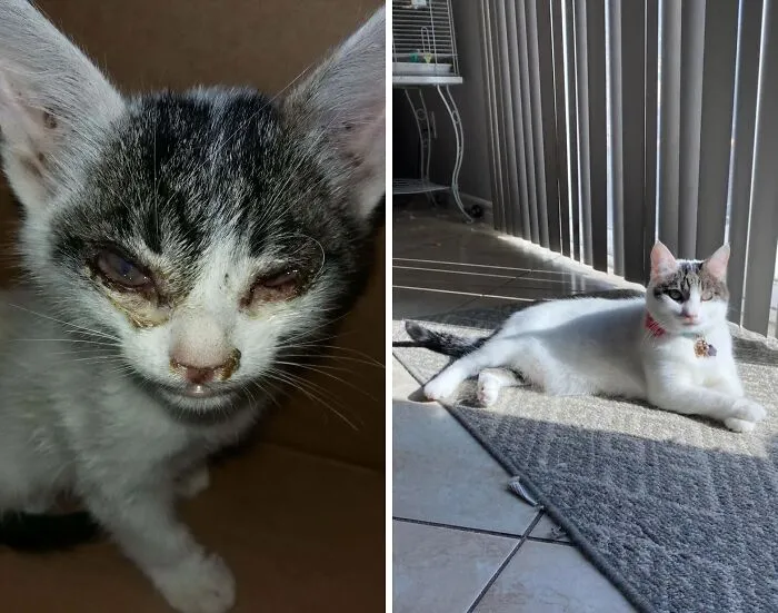 Antes y después de encontrar a nuestra pequeña Chloe. Tenía 4 semanas cuando la encontramos y ahora tiene 11 años.