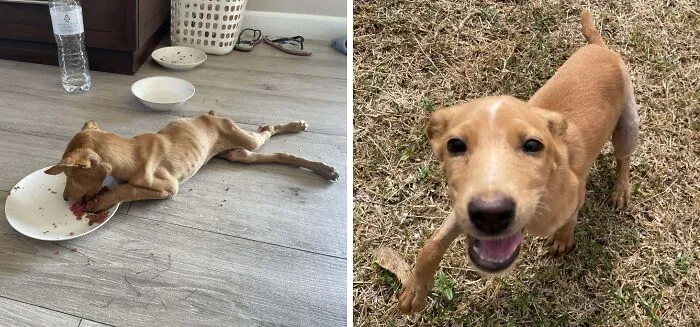 Trigger - Hit By A Car And Left For Dead On The Road With A Broken Leg. 3 Weeks In The Vet And Now Has A Forever Home With 4 Other Dogs