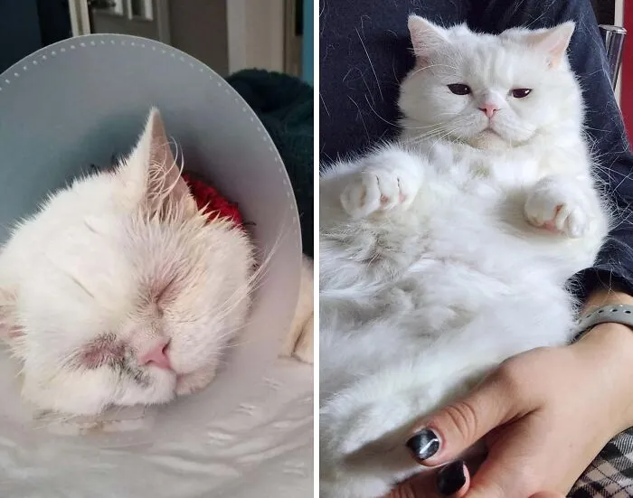 La gata de mi novia. No conocen toda su historia, pero no hace falta decir que la descuidaron mucho.