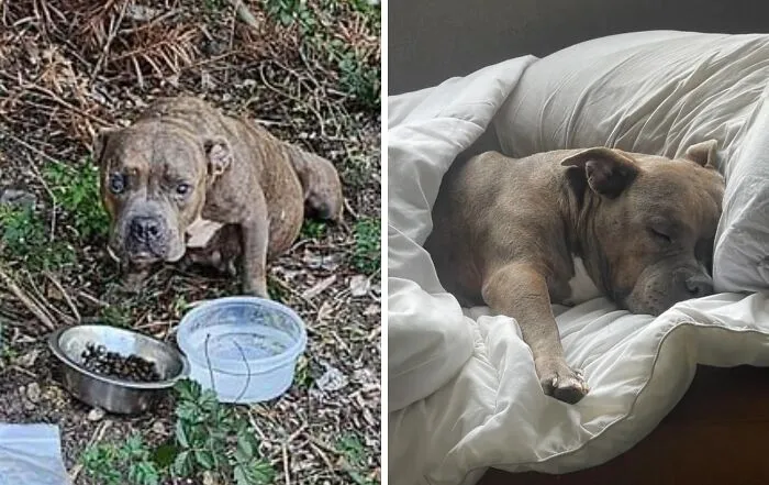 Rescue dog before and after adoption, showing healing transformation from neglected to resting peacefully on a bed.