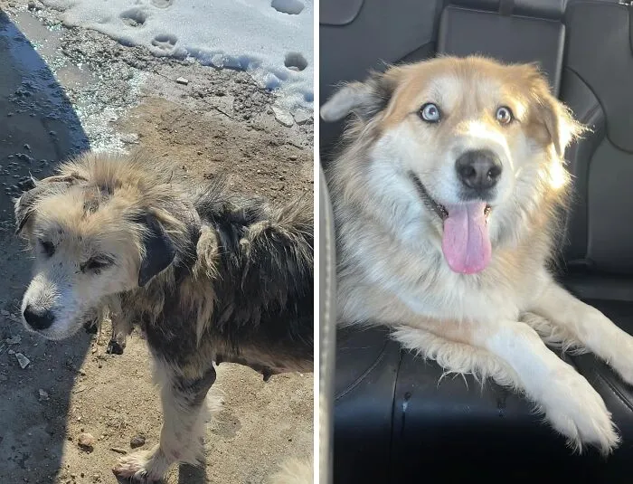 Shiva’s First Year Of Life Was Spent Chained And Starved, But Now She’s Healthy And Loved! She Is Also The Best Roadtrip Partner Ever