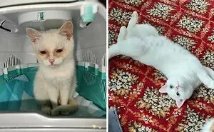 50 Before-And-After Photos Of Cats That Found Their Forever Homes