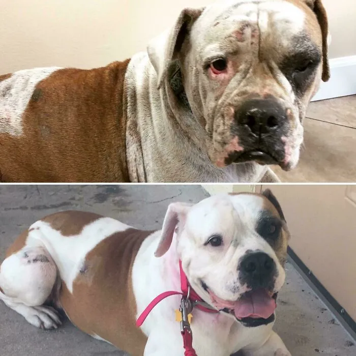Before and after adoption photos of a rescue dog showing healing and transformation with a happy, healthy appearance.