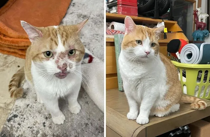 Hace un año, adopté al pequeño Baldur. Ha mejorado un poco.