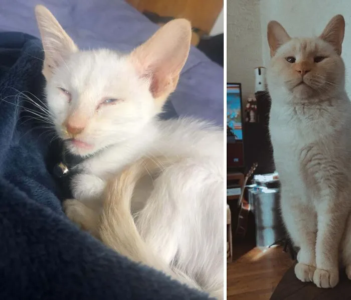 Este es un Yuki muy enfermizo. El día que lo traje a casa vs. ahora (6 años después).